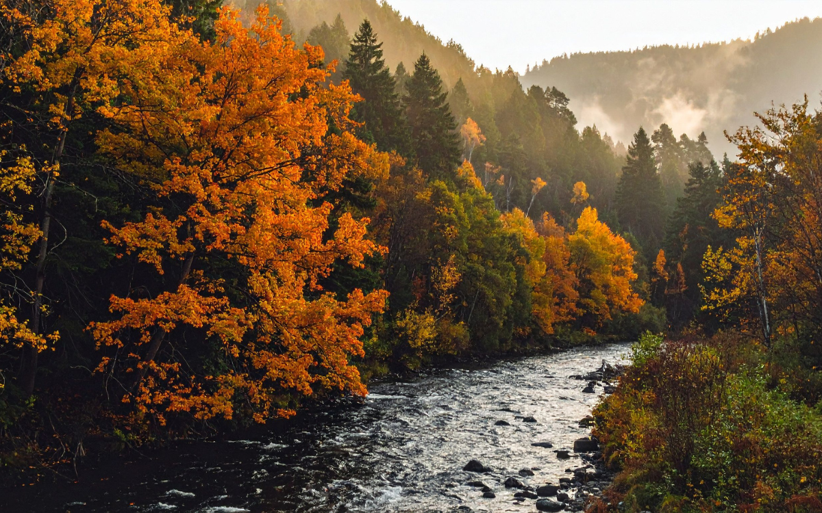 Fall in Salem, MO: The Best Season to Explore Real Estate & Land Opportunities